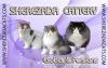 Foto de Venta de gatos persas-exoticos-sphynx (sin pelo ) con pedigree