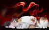Foto de Dclass cattery